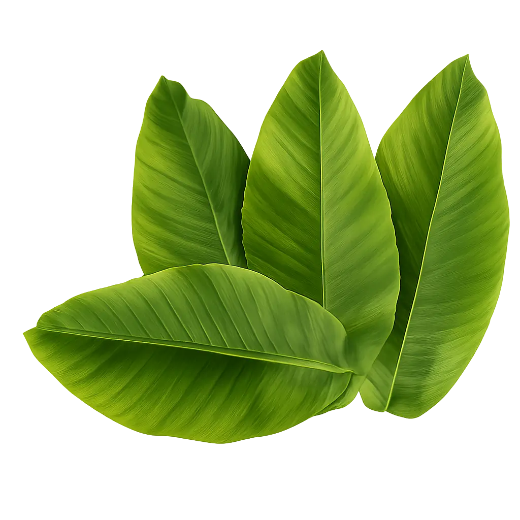 Banana leaves used as a natural ingredient in Striction D supplement